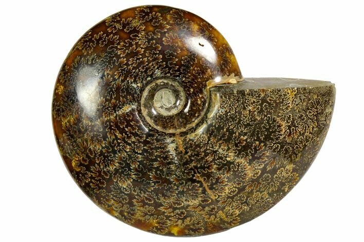 Polished, Agatized Ammonite (Cleoniceras) - Madagascar #145808